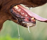 В Астрахани снова введен карантин по бешенству