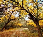 Сегодня завершился пожароопасный сезон в астраханских лесах 