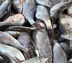 У астраханского предпринимателя, занимающихся промыслом, изъяли тонны безучетной рыбы 