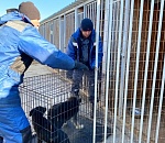 Администрация Астрахани готова выделить на отлов бродячих собак почти 70 млн рублей