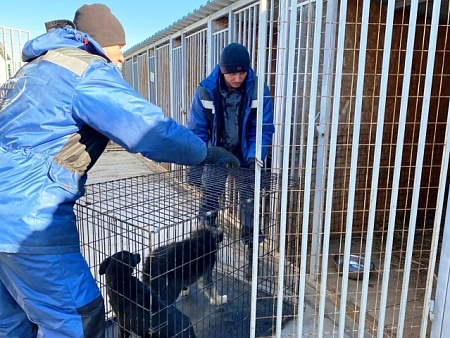 Администрация Астрахани готова выделить на отлов бродячих собак почти 70 млн рублей