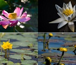 Записки астраханского натуралиста. Цветы на воде