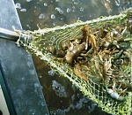 В Астрахани будут судить группу астраханцев, контрабандно торговавшей живыми раками