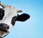 В Астрахани ищут очень подозрительное масло