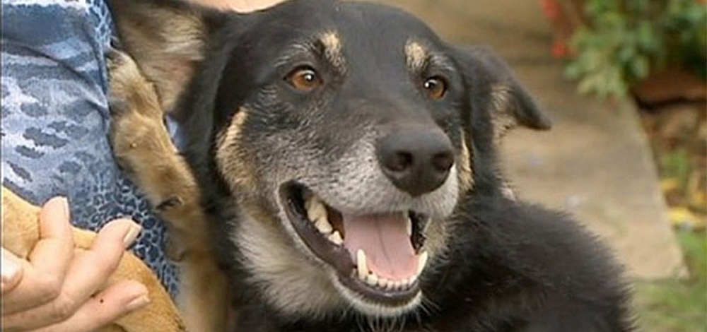 В Астрахани пес провел два дня в ловушке, упав в фонтан в театральном парке