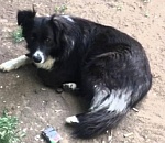 В Астрахани бездомная собака спасла девочку, которую уносило течением