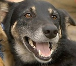 В Астрахани пес провел два дня в ловушке, упав в фонтан в театральном парке