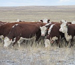 Пятеро жителей Астраханской области пытались перегнать стадо бычков через границу