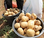 Ред Скарлетт и Коломба убираются на астраханских полях