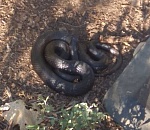 Астраханец наткнулся на огромную черную змею