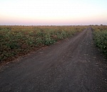 Астраханец погиб в поле под колесами «Газели»