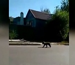 По Астрахани бегает медвежонок