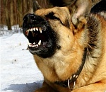 В Астрахани немецкая овчарка загрызла насмерть 4-летнюю девочку