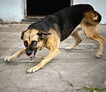 В Астрахани собаки искусали школьнику лицо