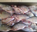 Более полутонны сомнительной рыбы не доехали до астраханцев