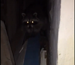 В Астрахани засняли наглого, но милого енота: видео