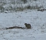 В Астраханской области проснулись суслики