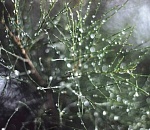 Завтра астраханская погода устроит прощание года: выдаст за день дождь, туман и гололед