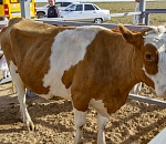 В астраханском навозе нашли нехорошее