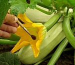 Астраханские ученые вывели кабаксон и патичок со вкусом ореха