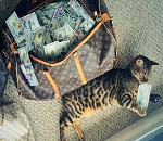 Астраханские банки сообщают, что не испытывают дефицита валюты (несмотря на ажиотаж)