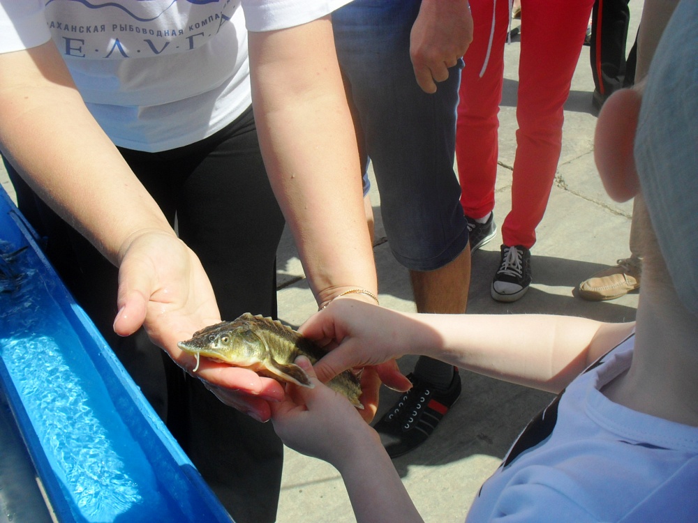 Юные астраханцы в День защиты детей выпустили в Волгу осетрят