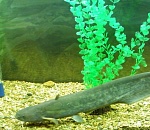 Под Астраханью спецслужбы изъяли баснословное количество сома Солдатова