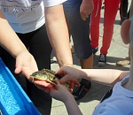 Юные астраханцы в День защиты детей выпустили в Волгу осетрят