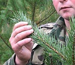 Астраханские лесники полгода работали бесплатно