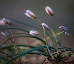 Записки астраханского натуралиста. Дикие цветы в степи