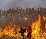 Горит заповедная дельта Волги в Астраханской области - Greenpeace 