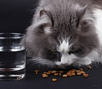 Корм для кошек в Астрахани подешевел до февральского уровня