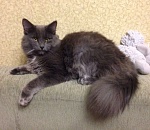 У астраханки загадочным образом пропали толстовка и кот