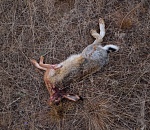 Жителю Астрахани грозит арест за убийство зайца-русака