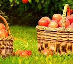 Астраханцев приглашают на Яблочный Спас