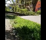 В Астрахани на дорогу рухнуло дерево
