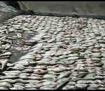 Под Астраханью браконьеры наловили судака на 11 млн рублей