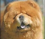 Собачья жизнь: чау-чау придется расплачиваться за долги хозяйки