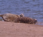 Записки астраханского натуралиста. Стартовал проект по спасению тюленей «Душа Каспия»