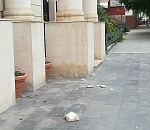 В Астрахани гостиница "Новомосковская" начала разваливаться