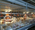 «Астраханский продукт» планирует увеличить производство до 7 тыс. тонн мяса птицы 