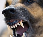 В Астрахани собака насмерть загрызла 5-летнего ребенка