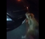 В Астрахани бродячие псы надругались над машиной: видео