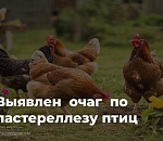 Карантин по заразной болезни птиц введен в Астрахани