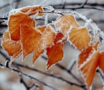 В Астрахань идут морозы