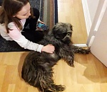 Еще одна астраханская собачка стала жить лучше, чем мы (ВИДЕО)