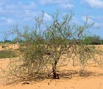 На юге Астраханской области Россельхознадзор обнаружил большой очаг опустывания