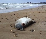 Астраханские ученые участвуют в расследовании массовой гибели тюленей на Каспии