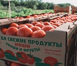 Три четверти всех российских помидоров - астраханские
