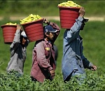 Астраханская область по поручению зампреда Голодец разыскивает 34 тыс. нелегалов